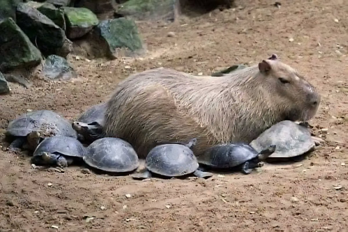 InformaCosmos's tweet photo. Imagina ser un Capibara y llevarte bien con todos los animales. https://t.co/uCir7lSzjJ