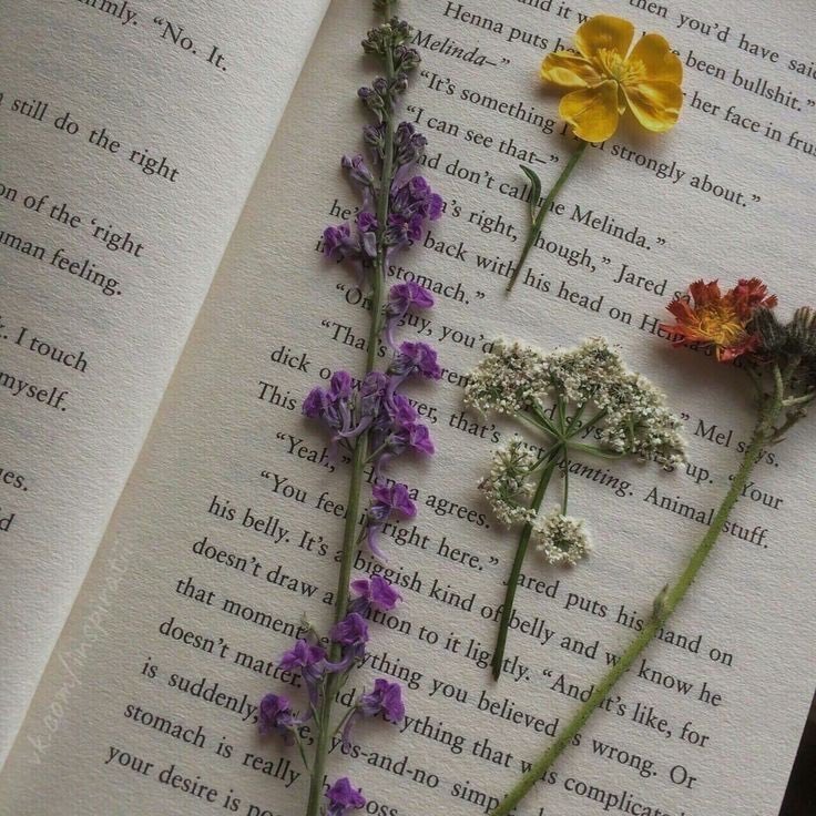 poeticalphotos's tweet image. 