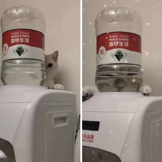 cats who share one braincell tweet media