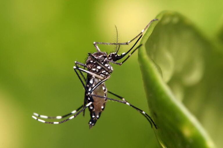 Zika, dengue transmission expected to rise with climate change news.mongabay.com/2023/08/zika-d…