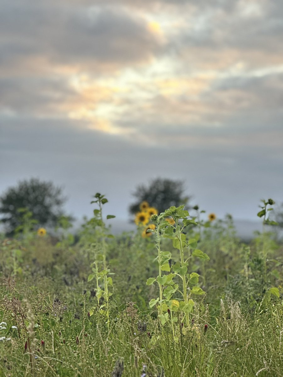 Søren Bo Steendahl tweet media