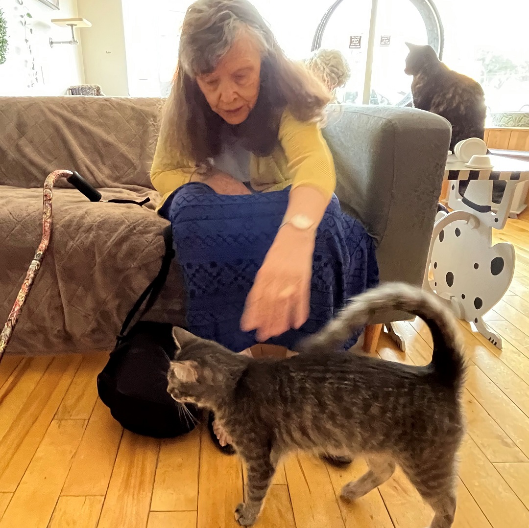 trinitymanor's tweet photo. Thank you @ExcalipurrCafe for letting us celebrate International Cat Day with you! It was puurrrfect!
#CatDay #seniors #yqr 
https://t.co/wztOHNPAYI https://t.co/qr9jYPgZys