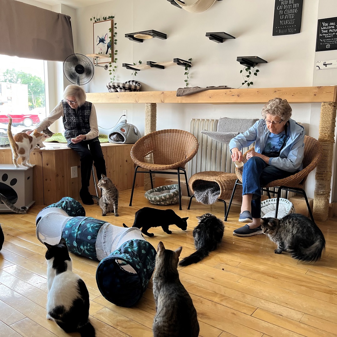 trinitymanor's tweet photo. Thank you @ExcalipurrCafe for letting us celebrate International Cat Day with you! It was puurrrfect!
#CatDay #seniors #yqr 
https://t.co/wztOHNPAYI https://t.co/qr9jYPgZys