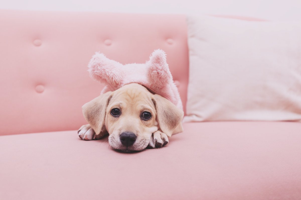 Adoptamiu tweet media