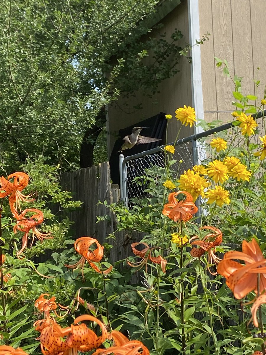 susanschwenn's tweet photo. Humming bird surprize https://t.co/fDTm38Vk5e