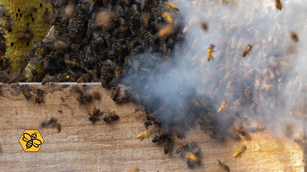 BeeManBuzz's tweet photo. The power of smoke! 🐝
When the bees smell smoke, they think they must evacuate and save their honey. So they prepare themselves to leave and gorge on honey, which makes them less aggressive and easier to work with.
#TheBeeMan #BeeManBuzz #BeeRemoval https://t.co/yvkU6ZxjoS