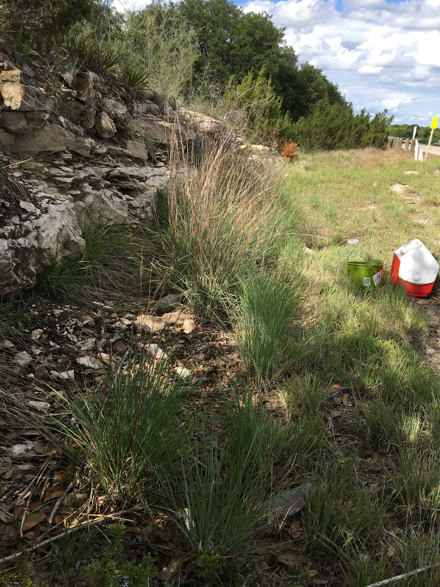 Interested in the #prairie #microbiome at #ESA2023? Find me at spot 251 tomorrow afternoon in the latebreaking poster session, where my poster’s title has changed but my research has not! Let’s have a chat about prairie microbiomes!