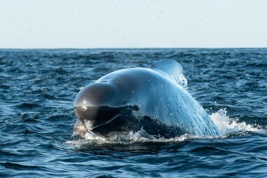 Long-finned pilot whale - adult male @ Andenes | Andøya - Vesterålen - Norway⁠
#wildlifephotography #naturephotography #visitnorway #norway #whalephotography #wildlife #wildlifephotographer #nature #whales #whalewatching #cetaceans #naturetours #wildlifetours #naturetourism