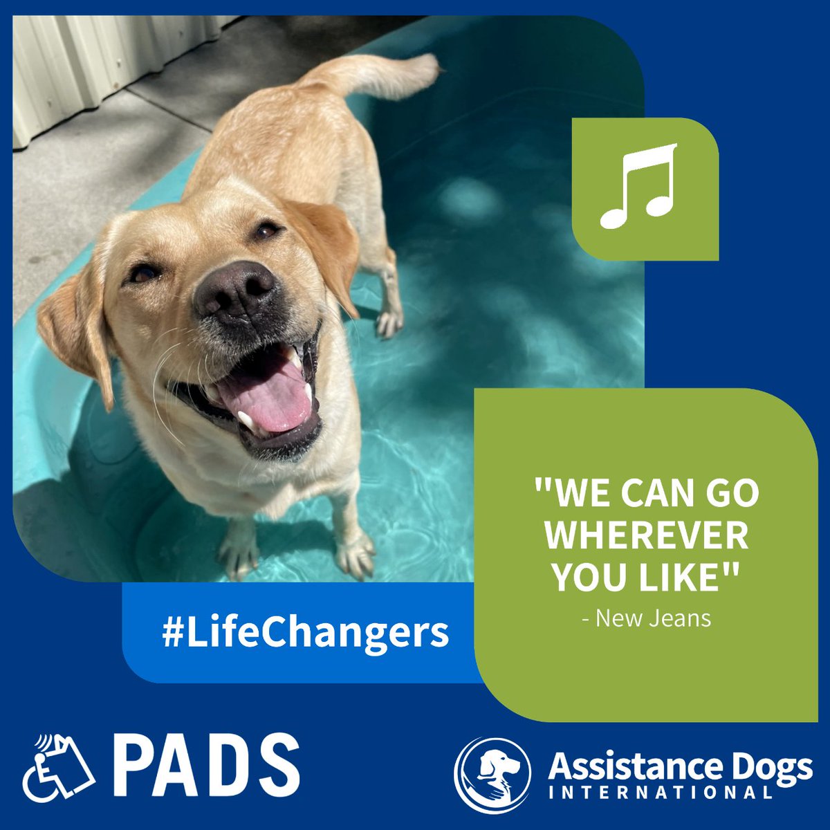 Kim Allen, a volunteer with PADS, writes 'The people I’ve met are some of the kindest of all.'  Assistance Dogs-in-Training have public access rights, they can go to many different places, like stores and even on transit! As @NEWJEANSGLOBAL  sings 'we can go wherever you like!'