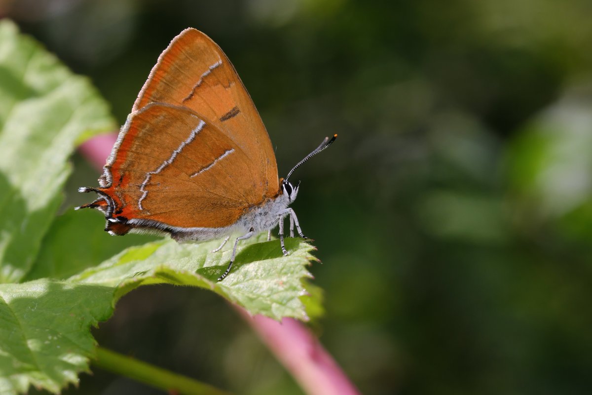 mawoodley's tweet photo. A Brown Hairstreak Day at Shipton Belinger.
Lucky to see 4 females including this one, more males also seen.
Many other species also present while waiting for the Hairstreaks 😃
@HantsIWWildlife
@HantsIoWBC
@savebutterflies
@ukbutterflies https://t.co/jogk80TFiw