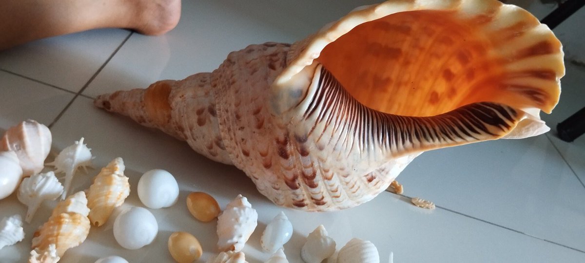 #shellcollecting #coral #shellsofinstagram #beautiful #jewellery #beachtreasures #homedecor #instagood #shelljewelry #naturephotography #waves #treasures #starfish #stones #necklace #oceanlife #floridaseashells #seatreasures #swflshellguide #vintage #seafood #Maldives