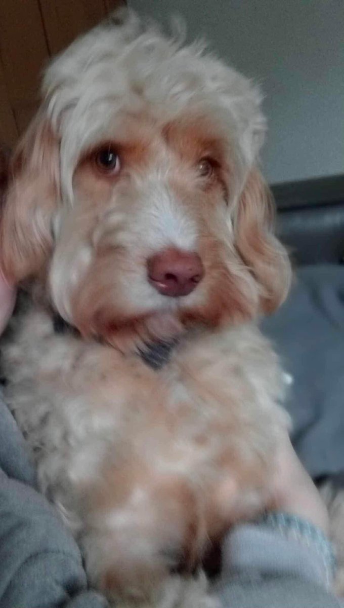 rosiedoc666's tweet photo. THE MANY FACES OF ARLO ♥️🤔
HAVE YOU SEEN HIM IN YOUR AREA MAYBE ON THE WAY TO WORK?
He’s a beautiful #Labradoodle
Hes been missing since 15/7/23 MOSS END FARM KENNELS #easingwold area of #York
His family are so worried
PLS RT TY #findArlo
@YorkshireLady3 @YorkArtGallery https://t.co/kS9Rm7I36S