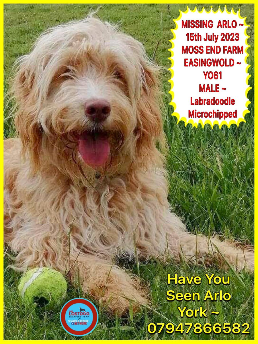 rosiedoc666's tweet photo. THE MANY FACES OF ARLO ♥️🤔
HAVE YOU SEEN HIM IN YOUR AREA MAYBE ON THE WAY TO WORK?
He’s a beautiful #Labradoodle
Hes been missing since 15/7/23 MOSS END FARM KENNELS #easingwold area of #York
His family are so worried
PLS RT TY #findArlo
@YorkshireLady3 @YorkArtGallery https://t.co/kS9Rm7I36S