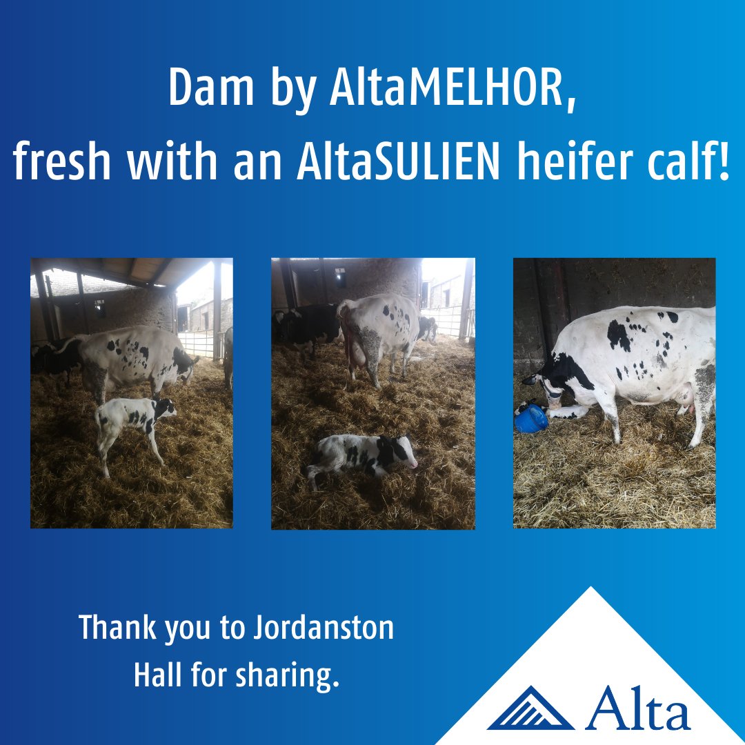 AltaGeneticsUK's tweet photo. What a cow!
This AltaMELHOR daughter is on her 7th calf as of this morning - a beautiful AltaSULIEN heifer. This is her 5th heifer out of the 7, of which 3 are in milk!
Her lifetime yield to date is 77,000 Litres 🤩
#altagenetics #trueblue #futureherdinside https://t.co/3EfMXUC1Vd