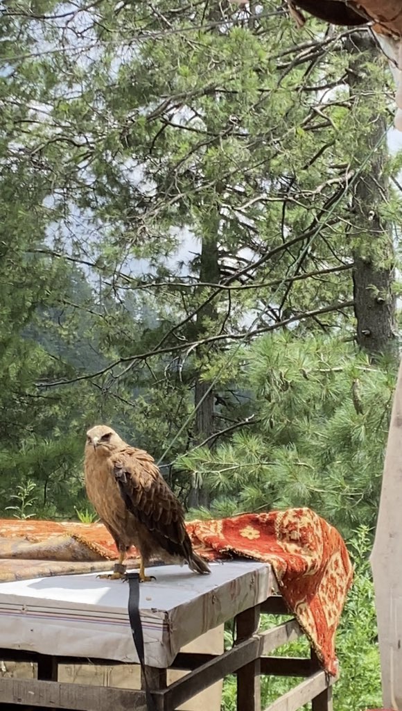 mxuskan's tweet image. lately…