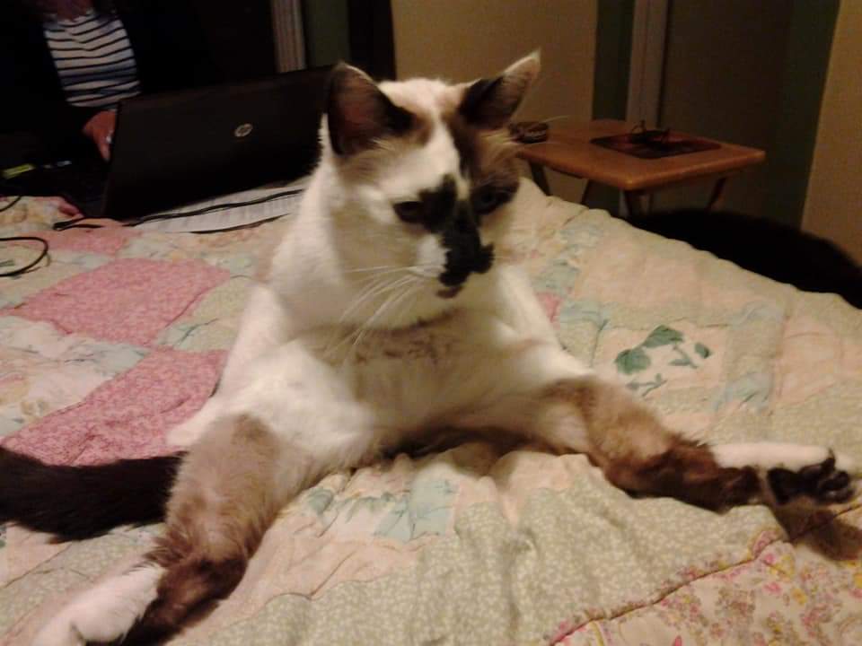 The_Led_Lemon's tweet photo. My boy Oliver had a knack for sitting in awkward positions. Just look at him!

You'd think he was cleaning himself, but no. Just a normal day in his world. He also used to lay on my head as I slept. I do miss him. https://t.co/PHyX42EUHG