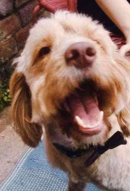 rosiedoc666's tweet photo. #findArlo
This is the face of ARLO at home happy, getting cuddles, treats and so much love from his family
WHERE IS HE NOW😞🐾
Missing since 15/7/23 from KENNELS IN #Easingwold #York
ARLO NEEDS OUR HELP TO GET HOME
https://t.co/MaL2A5quA9
@YorkHour @Easingwoldhour @bs2510 https://t.co/PvI7oJZbtG
