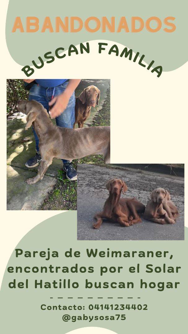 PerroUsuario's tweet photo. Reporta @yelisapinto: Por favor esto debe parar 😢 difundir para que lleguen a un buen hogar. https://t.co/ndil7fL3rw