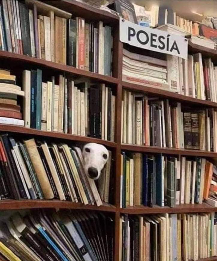 Dilo con perritos tweet media