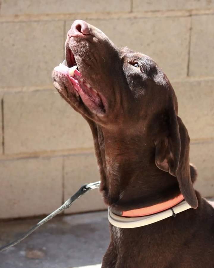 ℂ𝕒𝕣𝕒́𝕔𝕥𝕖𝕣: Activo, y energico como todo braco alemán, es sociable con las personas, no tiene miedos, sale al patio con sus compañeros sin problemas, sabe ir con la correa aunque tiene mucha fuerza 
Nombre : Deku
Braco Alemán
Edad : 1-2 años 
Sexo :Macho
 📞651428414