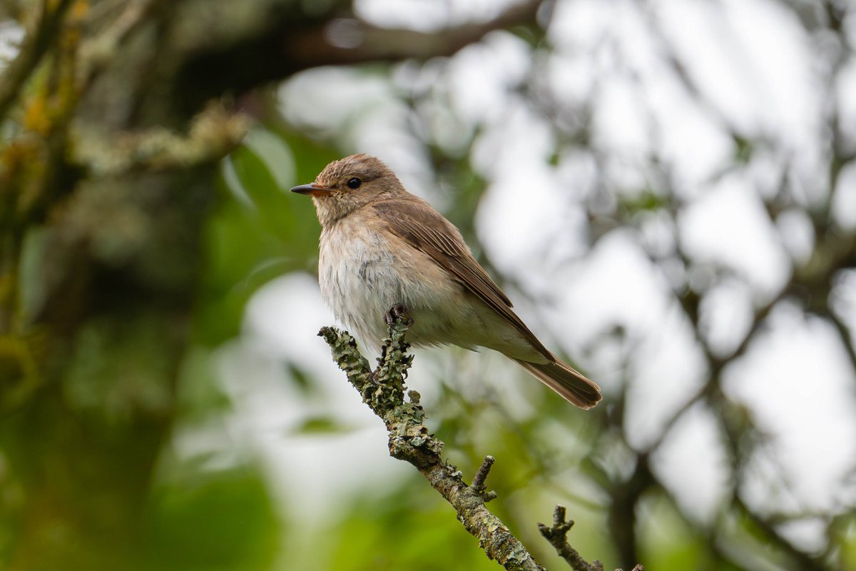 Spotted Flycatcher have successfully bred in the Castle Combe area with 2 young seen yesterday. Almost a year to the date that the last one turned up another Redstart family has popped up as well! #wiltsbirds