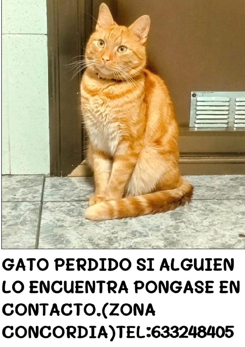 Erta2017's tweet photo. #XarxaBarcelonaPerduts
#Sabadell @pont_roma 
#Barcelona
🆘🆘🆘
PERDIDO EN SABADELL, barrio  de la Concòrdia ⬇️ https://t.co/l9SKM0nCNf