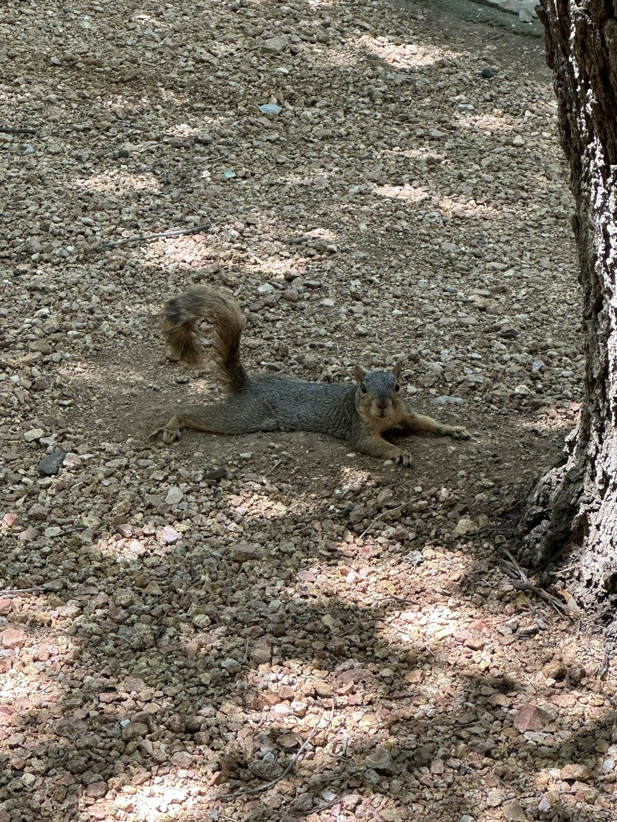 Ron Smaldone tweet media