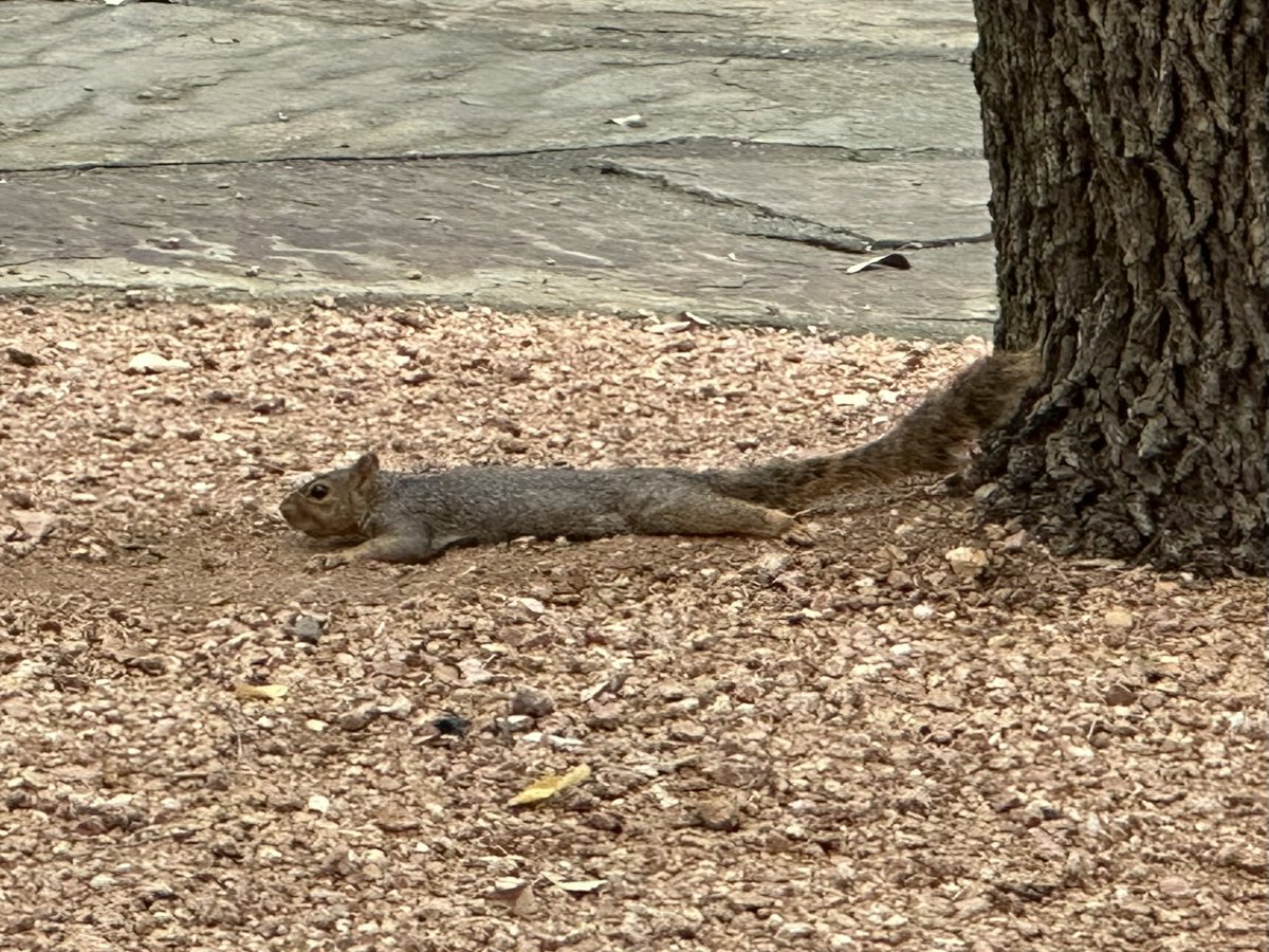 Ron Smaldone tweet media