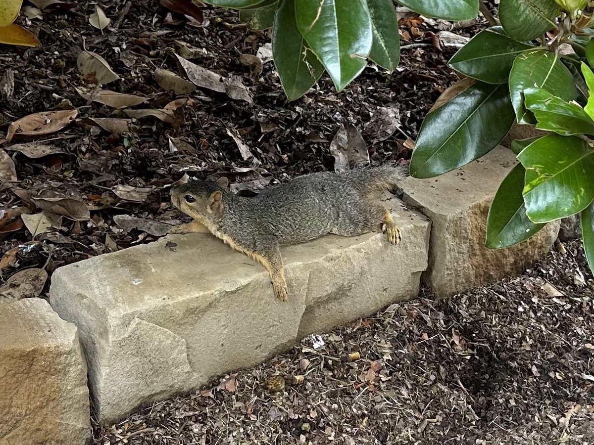 Ron Smaldone tweet media