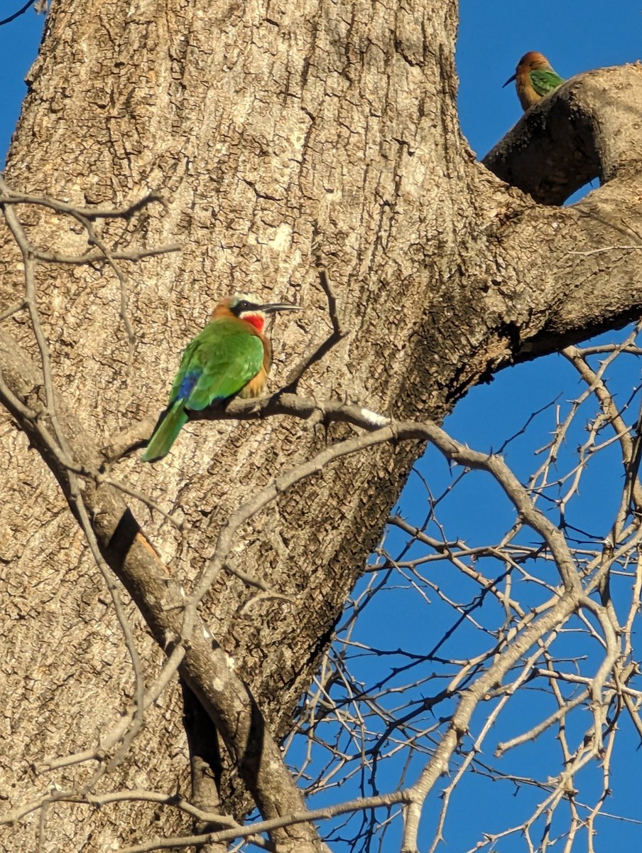 best college trip ever!!! 2 weeks spent game driving, bird watching and taking in the most amazing environment lion 🦁🦓 🐘 #workexperience #furthereducation #dreamjob