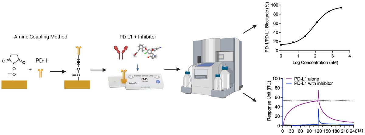 🧪 Novel PD-1/PD-L1 blockade assay supports the development of novel cancer #immunotherapy strategies using a surface plasmon resonance (SPR)-based technique. ibit.ly/6sWZM
#CancerResearch