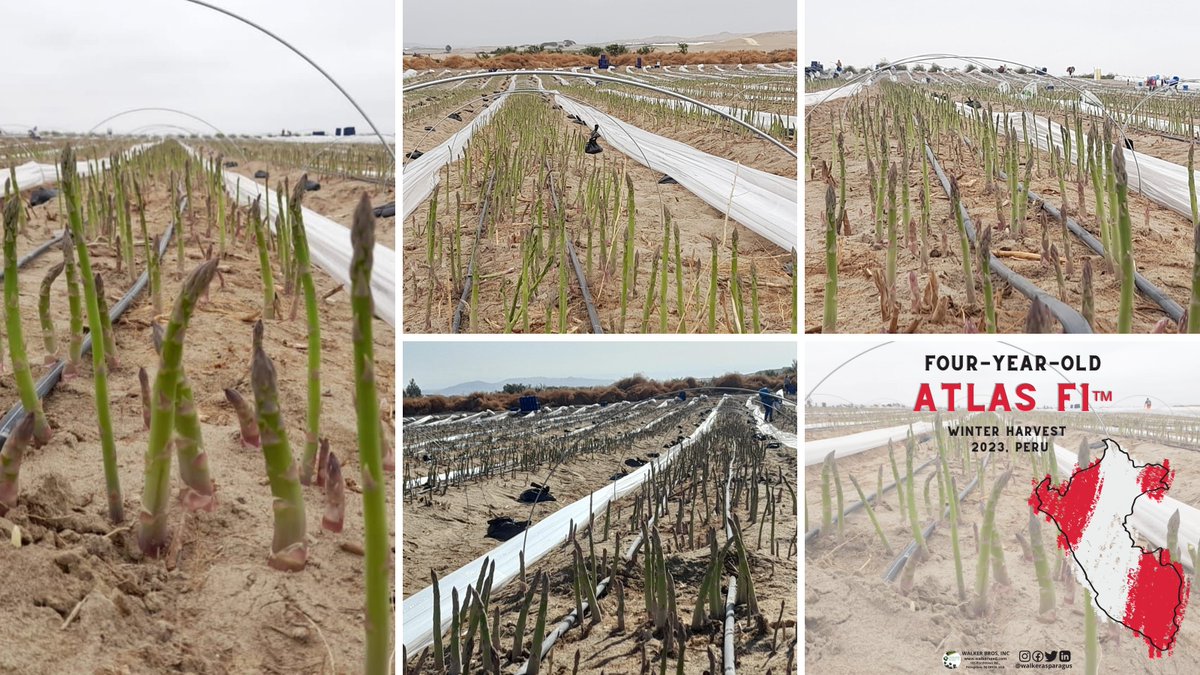 Take a look at the amazing #asparagus field pictures shared by our growers in #Peru.👇

When it comes to growing asparagus, having experienced growers is really important. The know-how of these experts has a big impact on how well our crops turn out.

#espárrago #jerseyfresh #USA