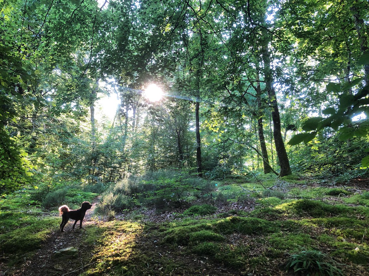 Littleowltweet's tweet photo. Filterless, beautiful summer light and a daft hound…this is home https://t.co/HhM0h8jNyP