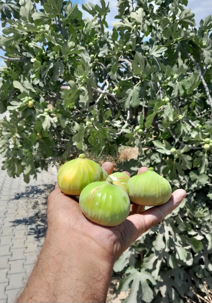 Biz nezaman büyük şehirlere geldik herşeye hasret herşeye özlem oysa köyümüzde ne bereketli ve mutluyduk inciri bile özler olduk. Huzur geceniz olsun 😔😔😔