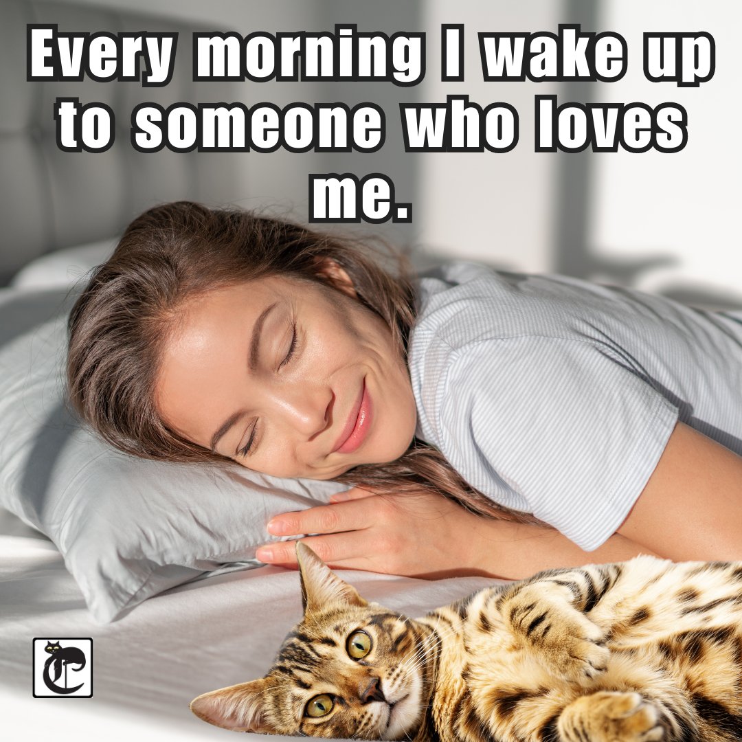 TheCatnipTimes's tweet image. #blessed #cats #catsoftwitter