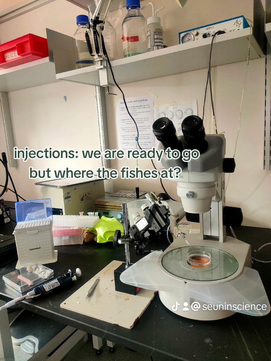 SEUNINSCIENCE's tweet photo. Rate my day 
Today I finally made progress on the zebrafish angle of my project... Did some practice injections 

#seuninscience #ratemyday https://t.co/rEpupkYxXo