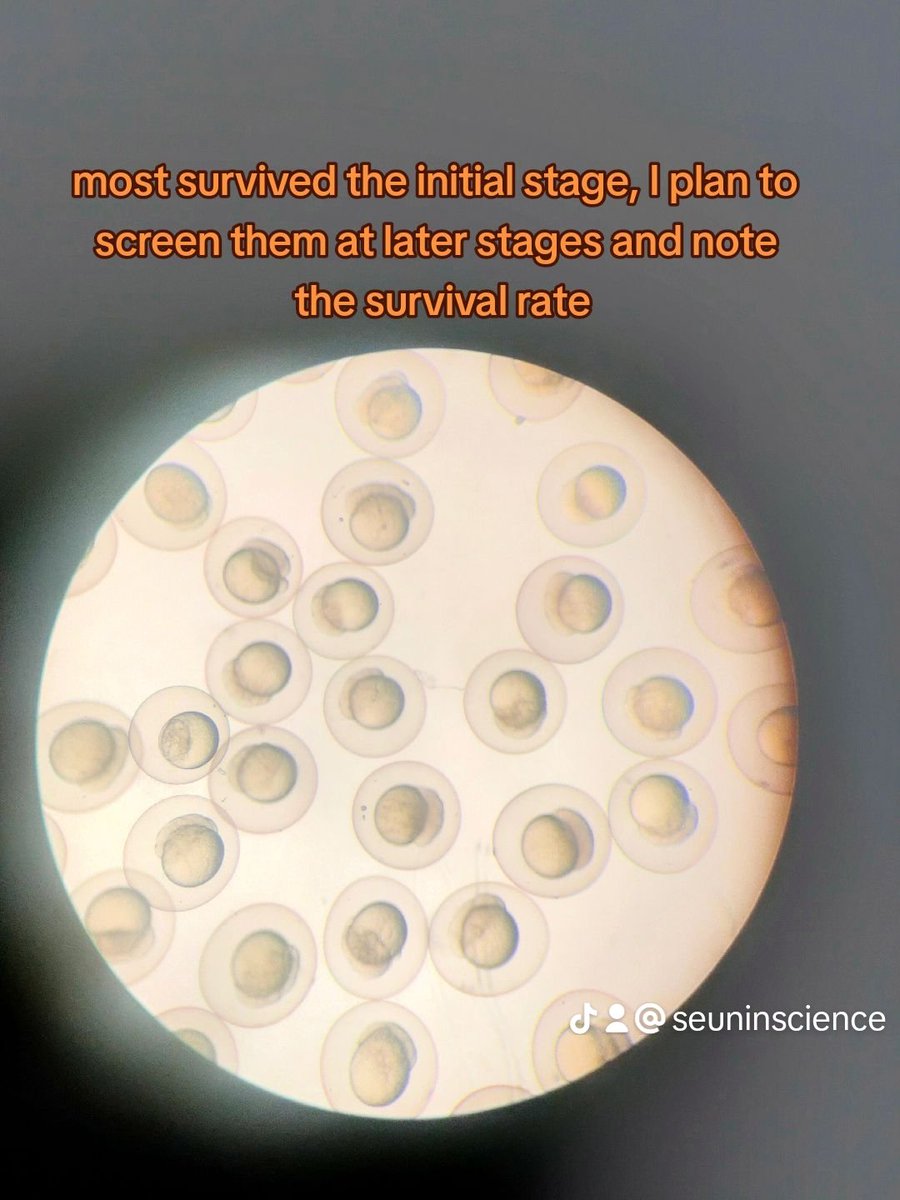 Rate my day 
Today I finally made progress on the zebrafish angle of my project... Did some practice injections 

#seuninscience #ratemyday