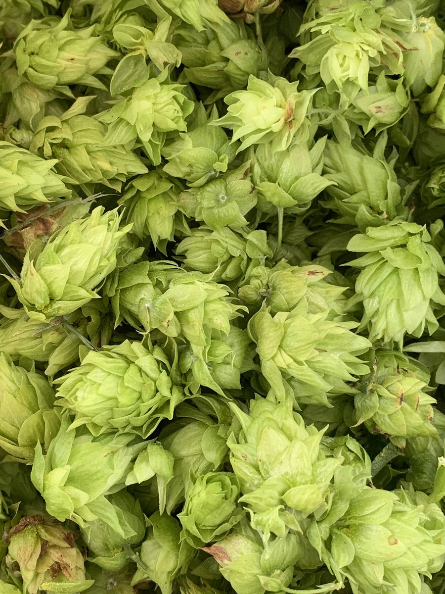 FarmBoyFarms's tweet photo. Mini picking session at the farm today. 

🚨 HARVEST PARTY 
Saturday, August 12th

9a FARM
3958 Buckhorn Road
Sanford, NC 27330

1:30p BREWERY
319 W Davie Street 
Raleigh, NC 27601

#NChops https://t.co/AJOCXIQ7m5