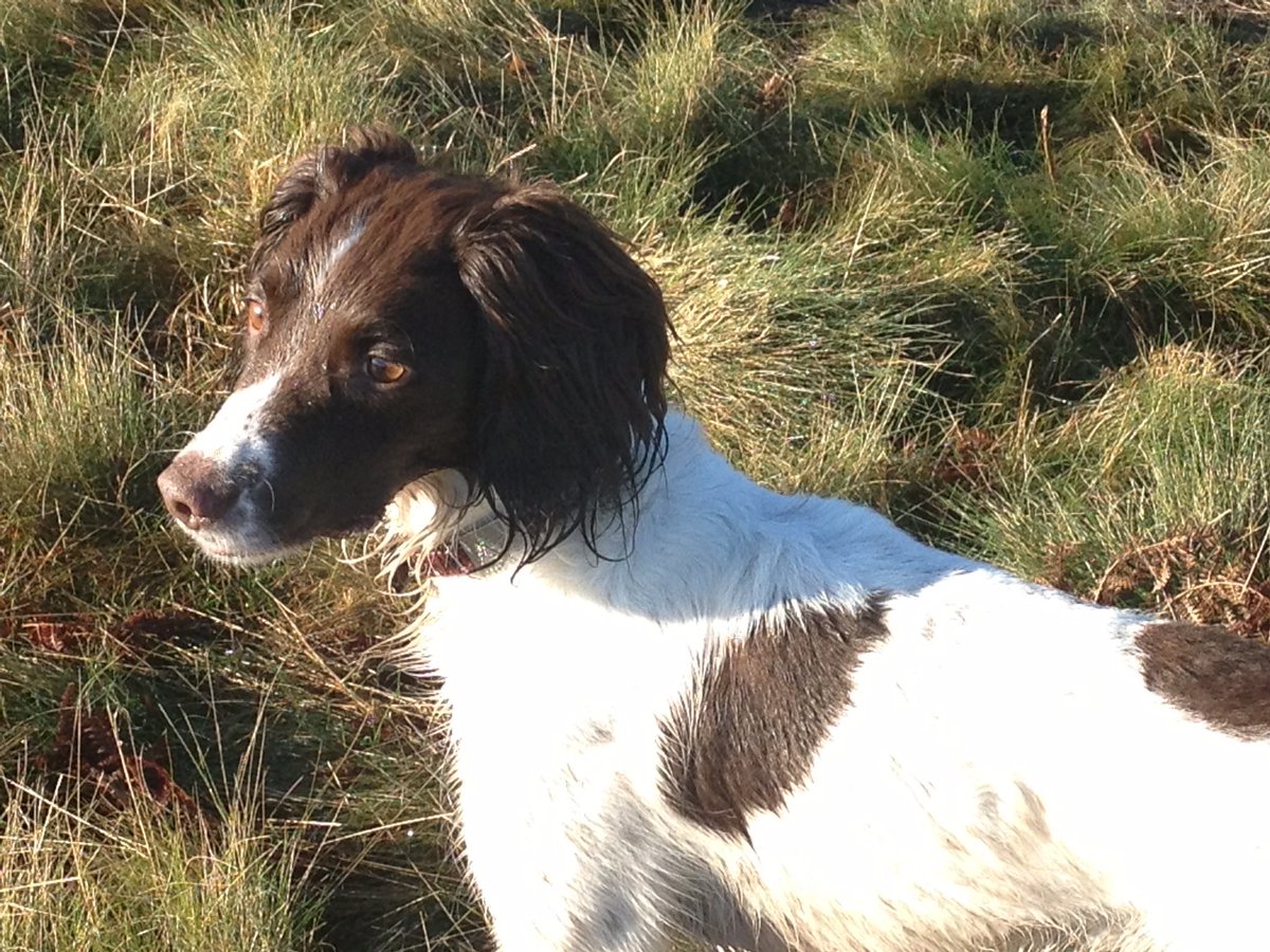 Our beautiful 16 year old springer, Maddie has left us😢 we are so very sad