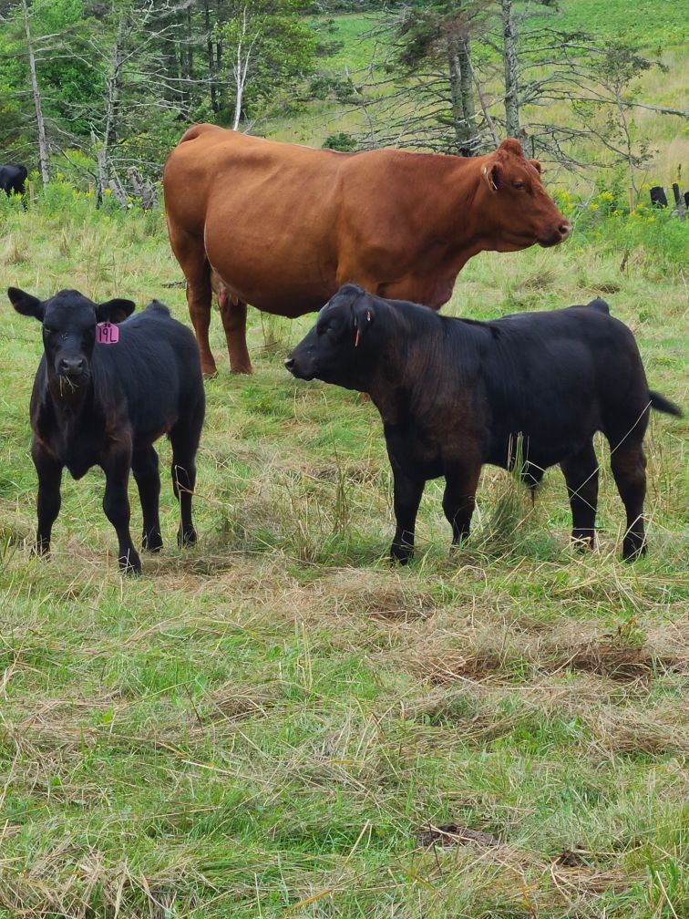 Tim Dixon (@dixonfarmspei) on Twitter photo Two more 2023 calves. Sweet April heifer on the left, stud steer on the right. <a href="/maritimeangus/">maritimeangus</a> Two more 2023 calves. Sweet April heifer on the left, stud steer on the right. <a href="/maritimeangus/">maritimeangus</a>