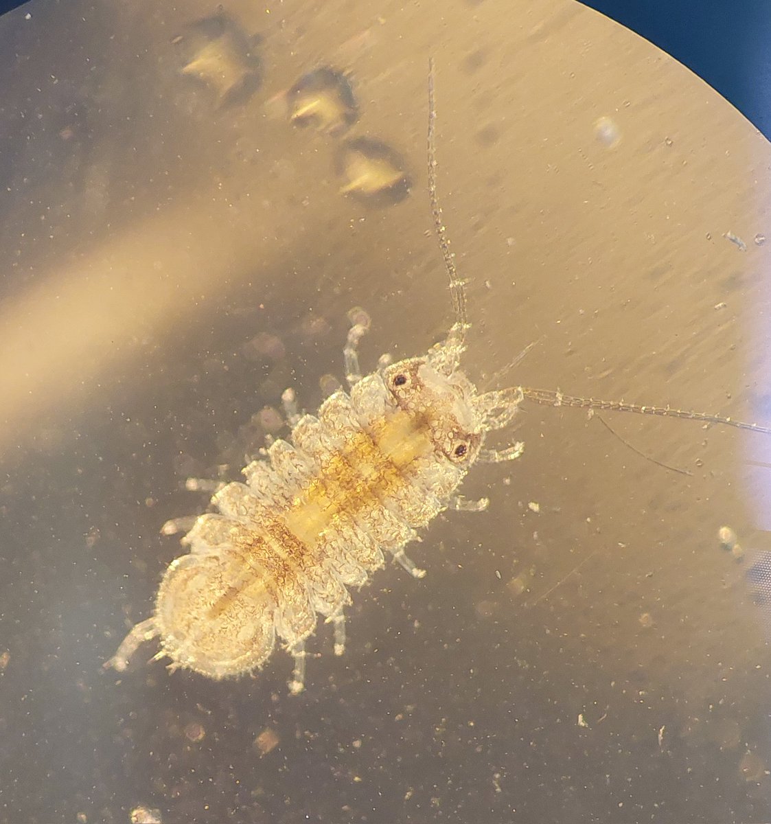HabeoCanceres's tweet photo. Days 2-3 of the 2023 New England Rapid Assessment Survey in Maine - more cool crusties, etc, including some beefy Corophiids, _Gammarus mucronatus_, Casper the friendly ghost, and _Jaera marina_ 1/3
#RAS #RAS2023 #Bioinvasions #marinebioinvasions
@MassCZM https://t.co/jjYnzjnKwn