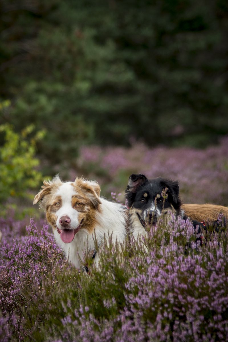 Phot_Aurelien tweet media