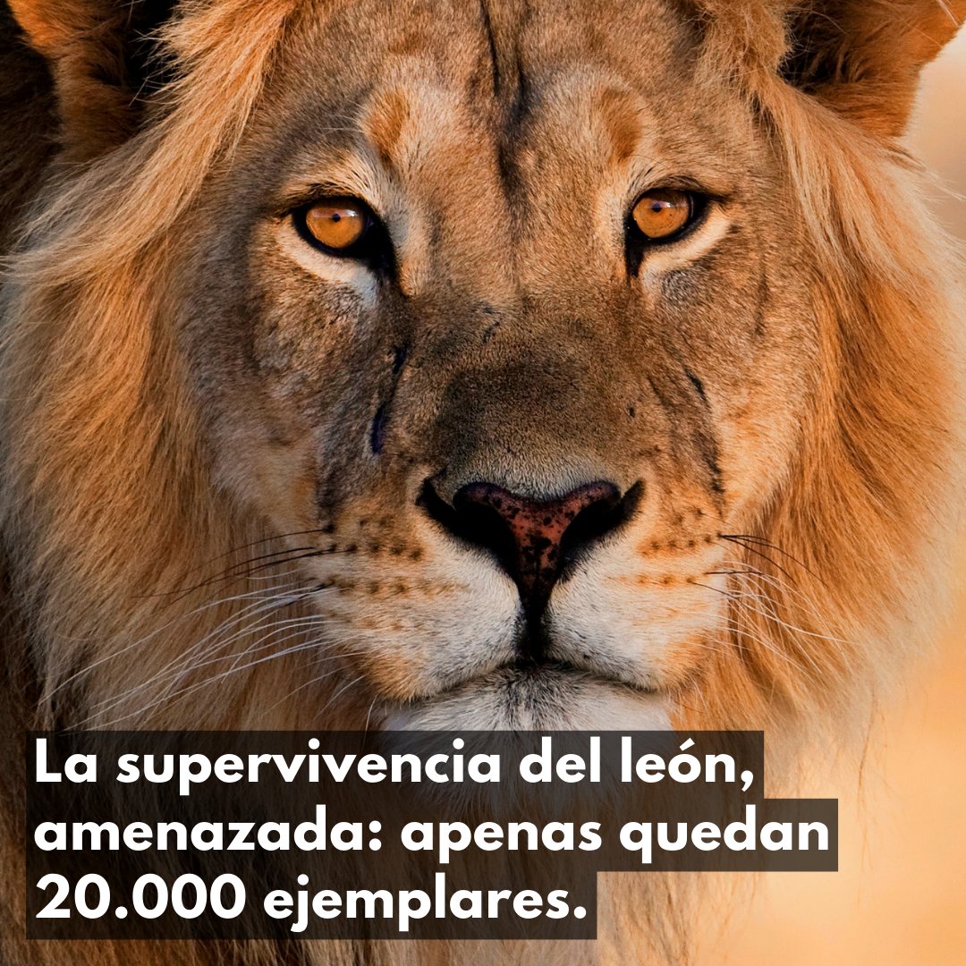 ONU_es's tweet photo. 🦁 El rey de la selva está en peligro.🦁

Hace menos de un siglo, 200.000 leones poblaban África.

Hoy, apenas quedan 20.000.

Los leones son una especie vulnerable y amenazada por la caza furtiva y la pérdida de su hábitat.

En el #DíaDeLosLeones, protejamos a este gran felino. https://t.co/AT65pTIBbE