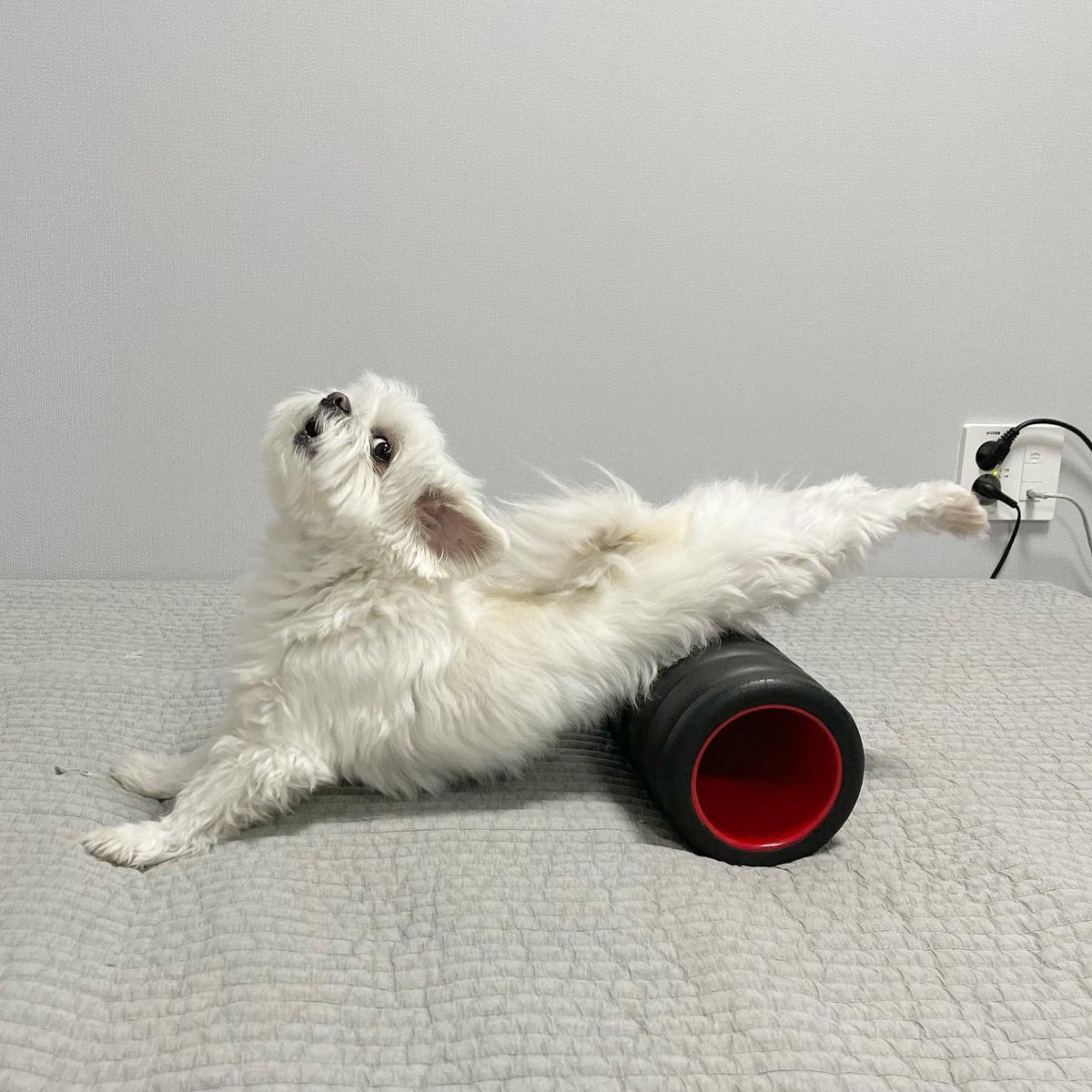 This is Sarang. He's doing his stretches before he heads out to chase squirrels. Doesn't want to pull anything on the job. 12/10