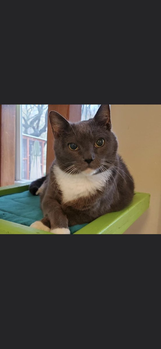 Shadow Cats tweet media