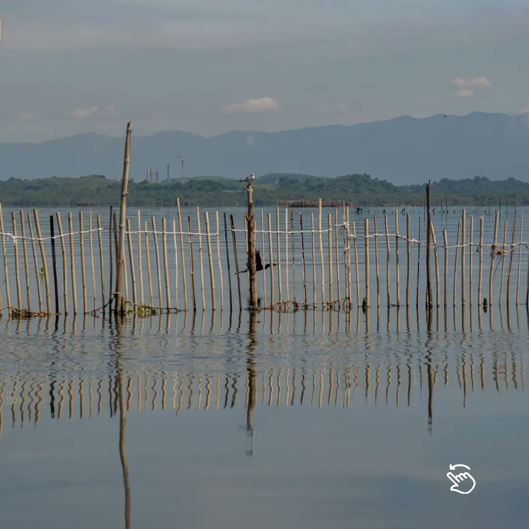 projetouca_'s tweet photo. Os currais de pesca representam uma arte antiga da pesca artesanal, passada de gerações para gerações. Hoje os currais feitos de troncos de mangue vermelho já não são mais permitidos, devido ao desmatamento sofrido nos manguezais do recôncao da Baía de Guanabara.🌅⛵ https://t.co/0NcujJ22aD