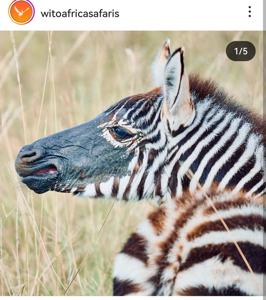 Selbetts's tweet photo. Hii #academictwitter and fellow biologists - can anyone tell me what's up with this zebra foals muzzle? Is it parasitic? Genetic?
Photo taken by Wito Africa Safaris. https://t.co/6cNn8cEMKs