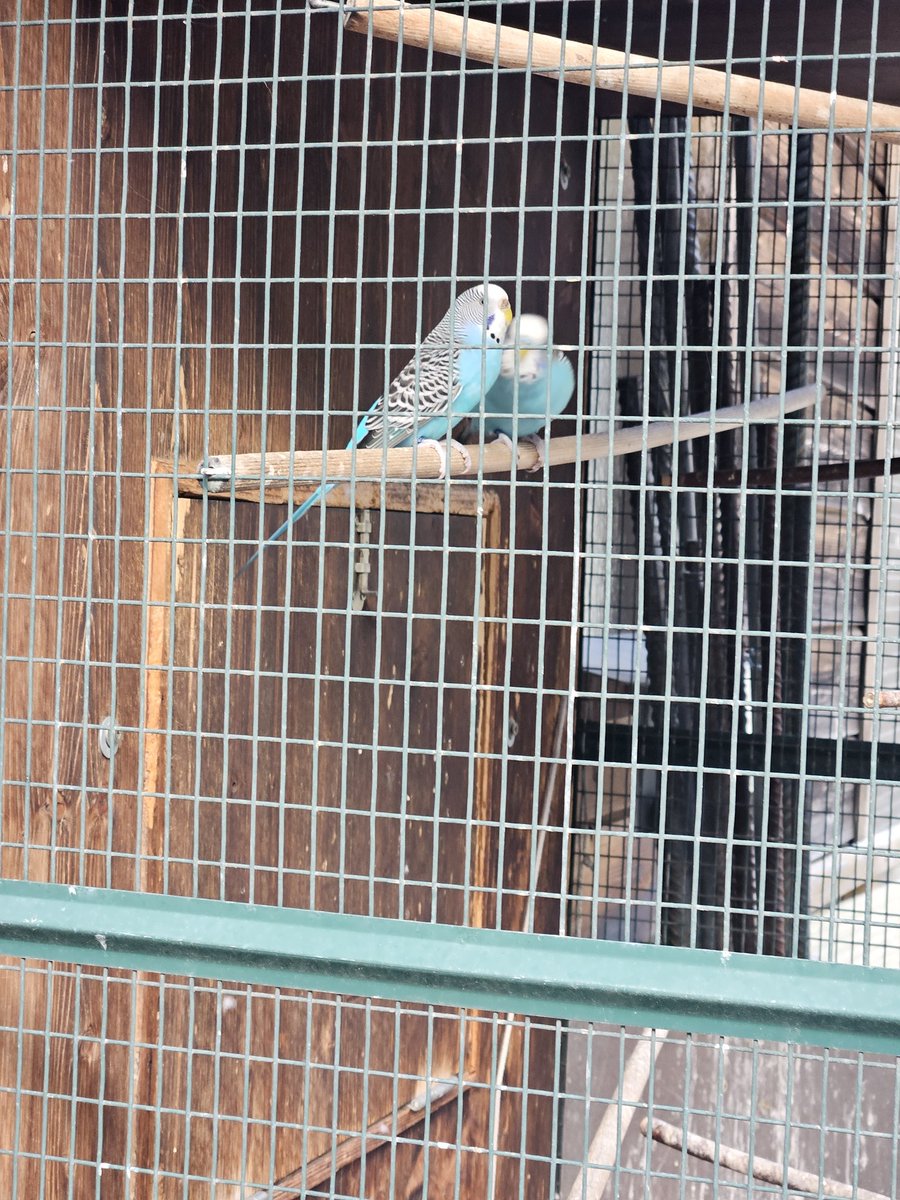 OnJongKeyMiTae's tweet photo. SHINee birds https://t.co/mXK49d5vaV