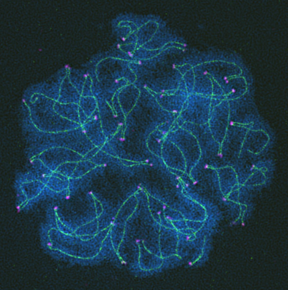 Join this webinar on August 10 to hear key insights from <a href="/meiocyte_Ivan/">Genetics Disciple</a> on creating the beautiful chromosome spreads from zebrafish spermatocytes.
