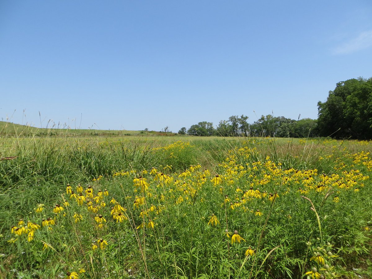 GSn04401's tweet photo. I don't do this often...but..I looked through some old pics from KS today after being inspired to nostalgia by one of @tagsalegirl paintings. Here are a few I think you might like, Kate! ๐ (The 4th one is a BIG pano for a BIG skyline!) #getoutside #prairieviews #kansasthings https://t.co/565XtEAHAN